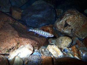 Life in the fast (and slow) lanes for salmon