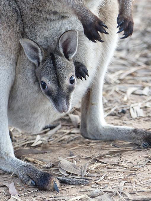 Bridled nailtail wallaby
