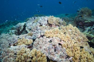 Coral Reef