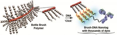 Bottle-Brush Design Enhances Cellular Imaging