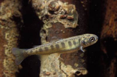 Salmon Fry
