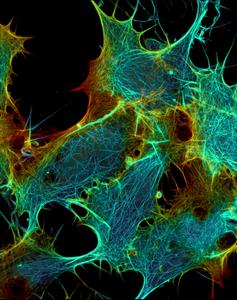 Dr. Maik Bischoff Imaging