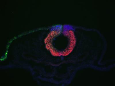 Cells in Chicken Embryo