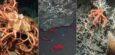 Deep Sea Riches