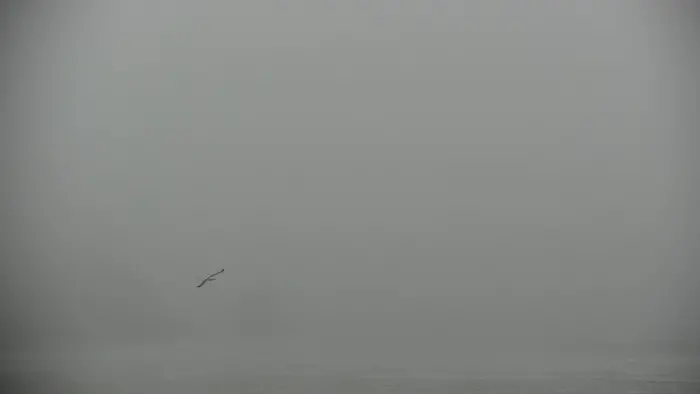 Seabird in fog at Cannon beach
