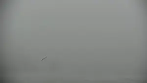 Seabird in fog at Cannon beach