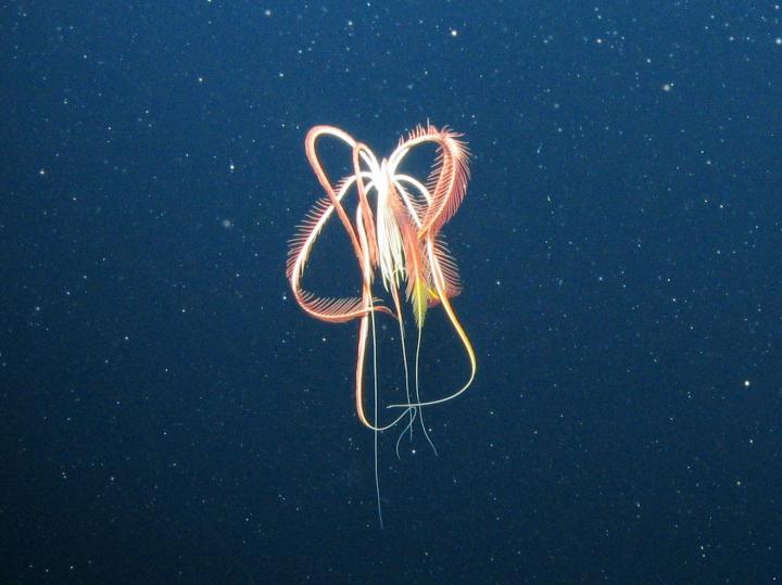 Living Fossils and Rare Corals Revealed