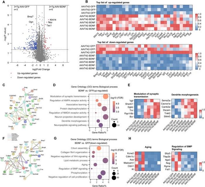 AAVT42-BDNF treatment mainly regulated pathways mediating neuronal structure organization and synaptic transmission in 3 × Tg mice