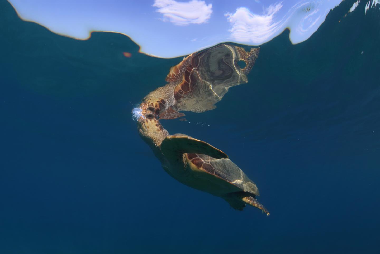 Efforts to Save Sea Turtles are a 'Global Conservation Success Story' (3 of 7)