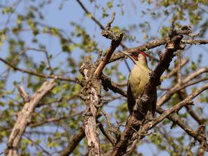 The green woodpecker (Picus viridis) can be heard particularly frequently in the forest in the mornings from mid-March to April.