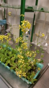 White mustard (Sinapis alba L.)