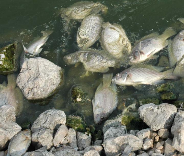 Fish Dead from Tilapia Lake Virus