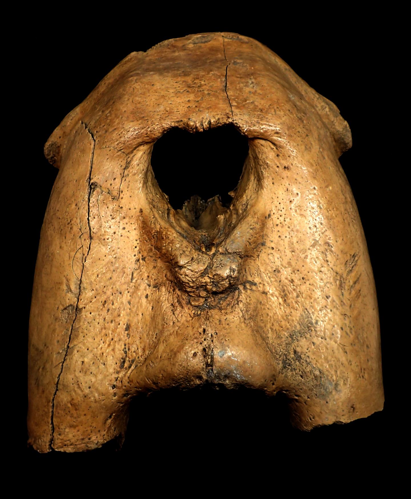 Example of the Remains of Walrus Ivory 'Package' with Tusks Removed