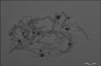 Peptides and Nanotubes