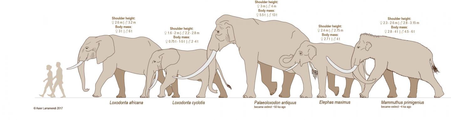 Elephants