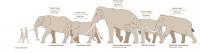 Elephants