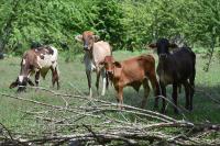 Livestock