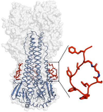 Potent Peptide Neutralizes Broad Range of Flu Virus Strains
