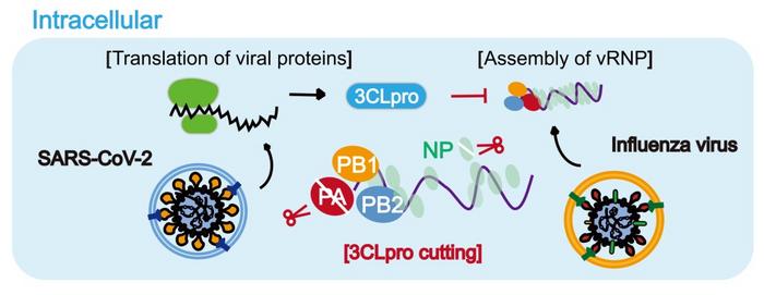 How SARS-CoV-2 inhibits the replication of influenza viruses
