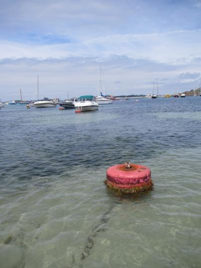 Seagrass Research