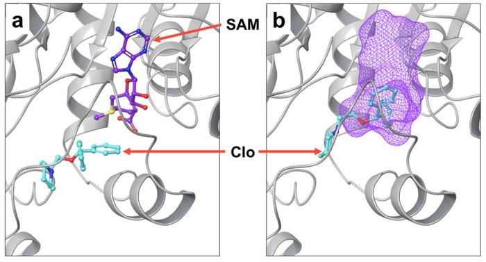 Docking studies of Clo or Can with PRMT5.