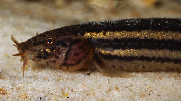 Misgurnus fossilis