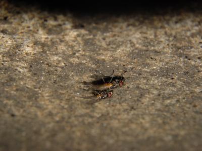 House Flies
