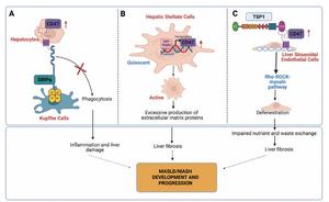 CD47 in the development and progression of MASLD/MASH