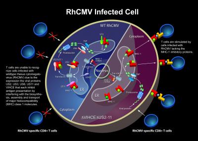 Strong Immune Response Can't Keep CMV Down (2 of 2)