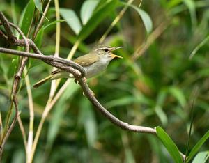A singing male Tokara Leaf Warbler