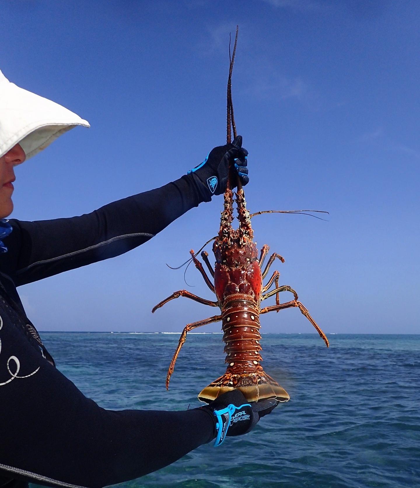 A Caribbean Spiny Lobster -- Panulirus Argus -- Which Was the Species Studied in the Swansea Univers