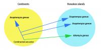 Hawaiian Drosophilids Had Multiple Ancestors that Migrated from Continents
