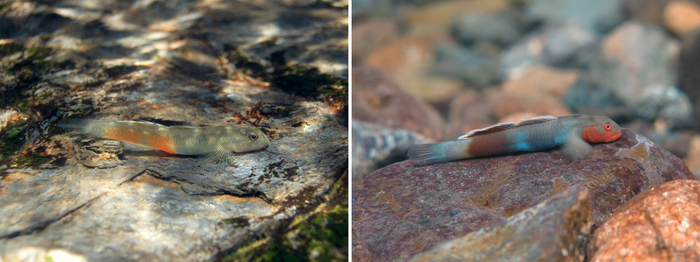 Lentipes bunagaya and Lentipes palawanirufus male gobies