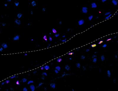 Mouse Joint Cartilage