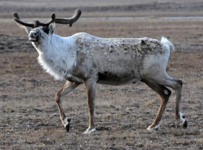 Caribou