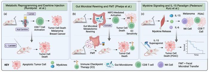 Pre-clinical exercise oncology as a discovery engine: metabolic reprogramming, microbial rewiring, and myokine signaling