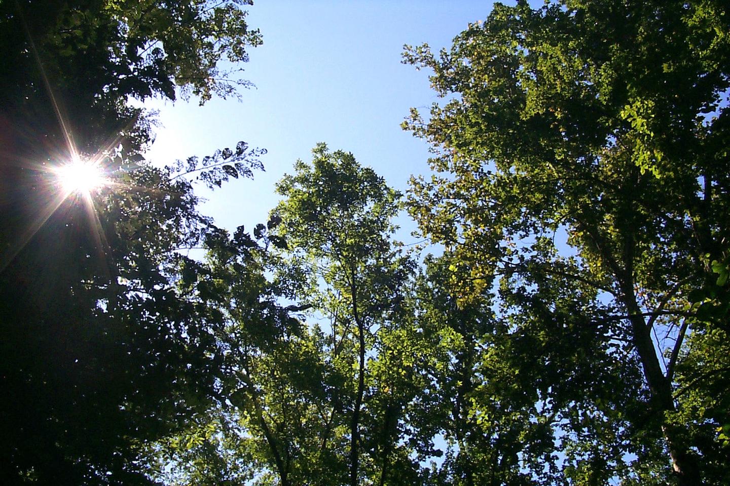 Trees