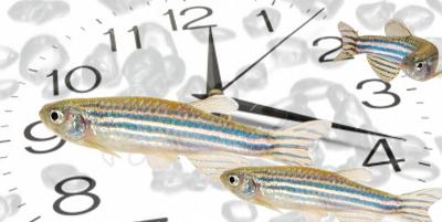 Zebrafish