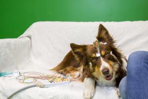 Speech shapes dog brains
