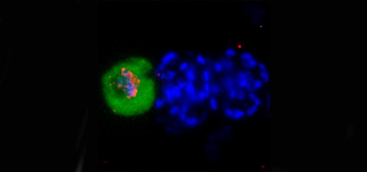 Sexual Conversion of <I>P. falciparum</I>