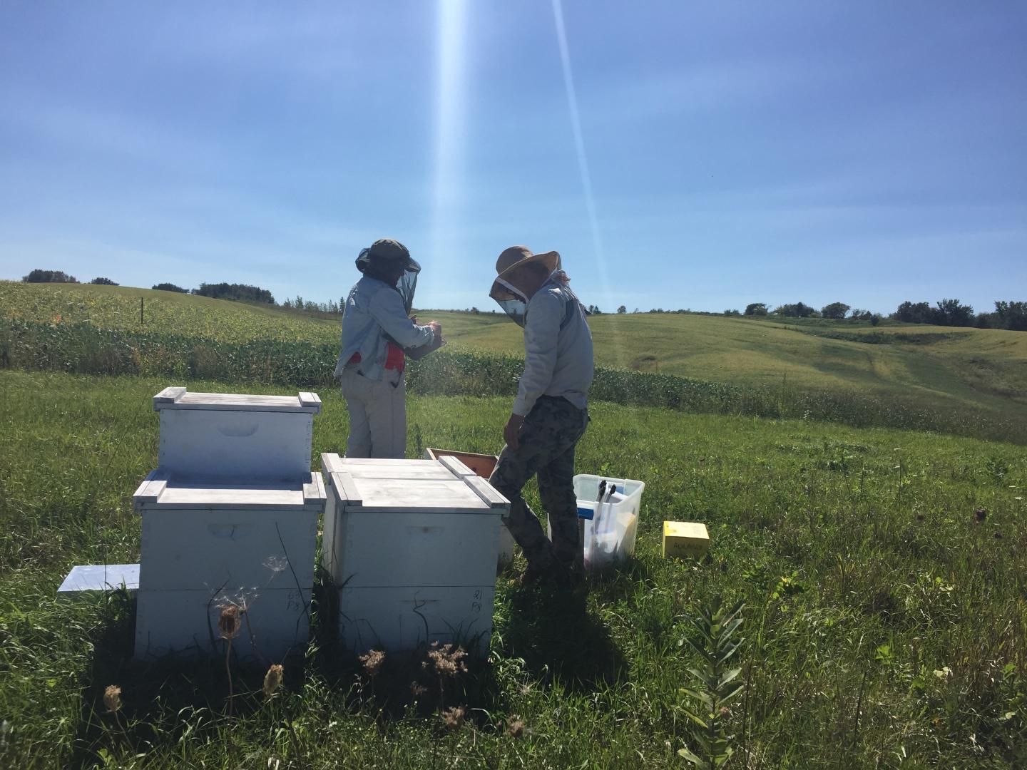 Honey Bee Hives