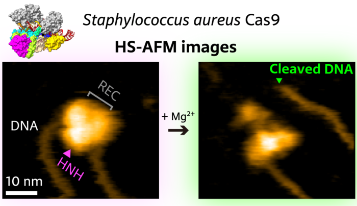 Figure 1.