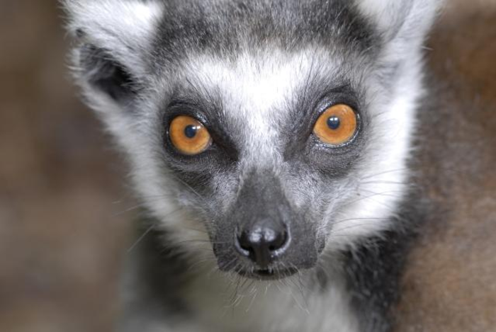 Ring-tailed lemur