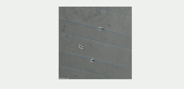 Strongly adherent cell experiment