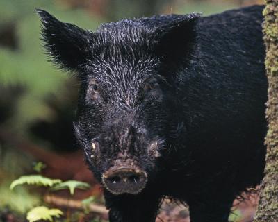 Feral Hawaiian Pig