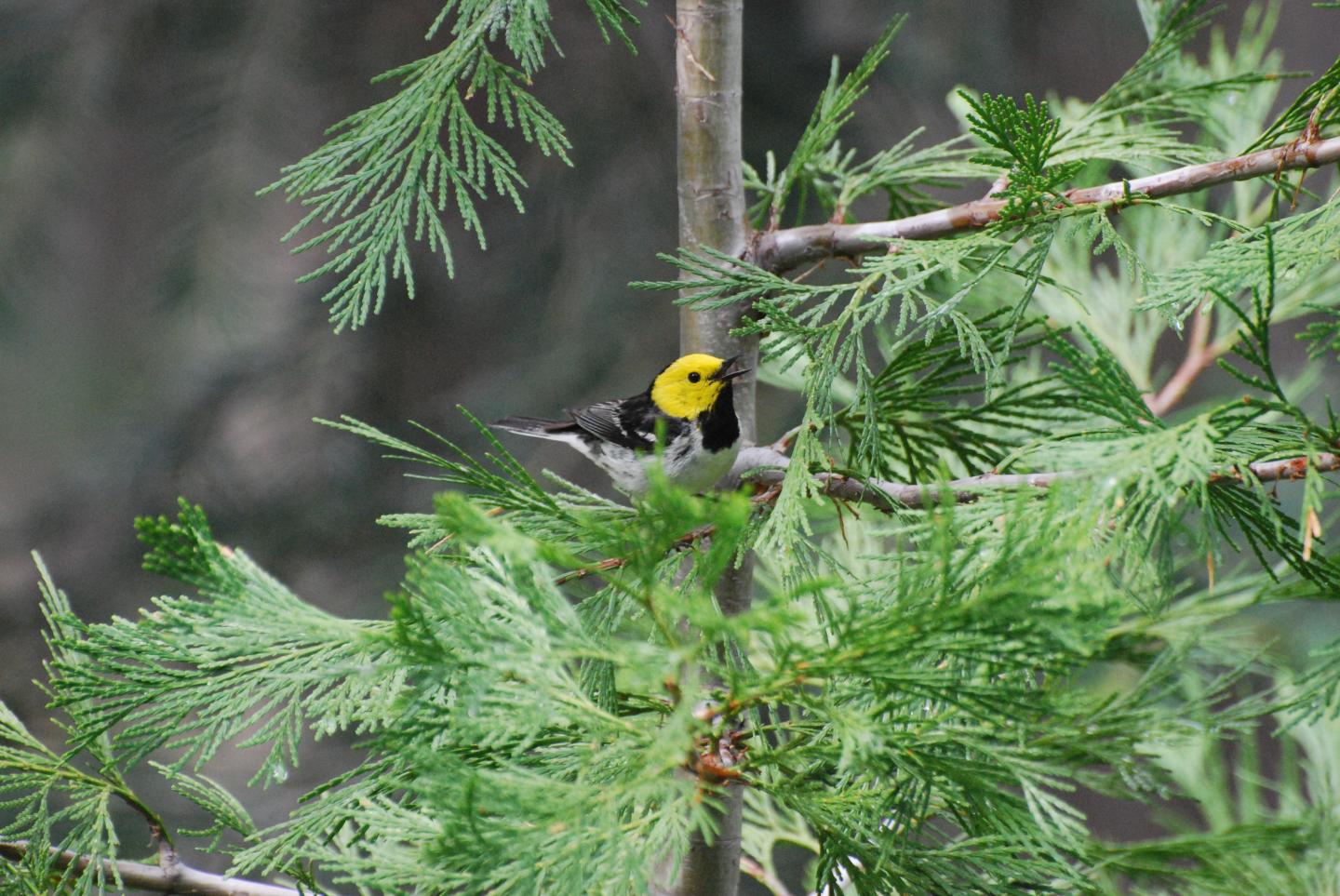Hermit Warbler