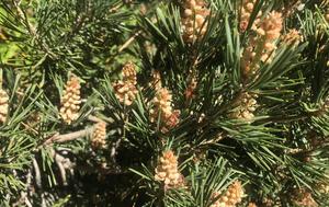 It can be challenging to distinguish between tiny powdery pollen grains