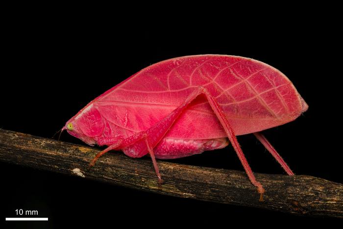 arota festae pink