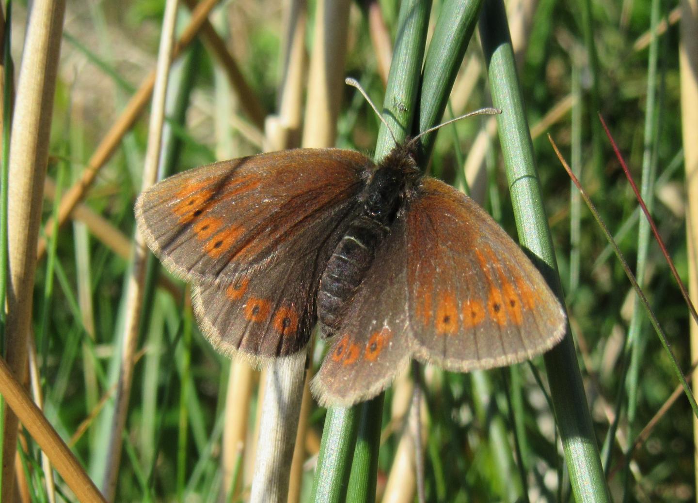 Mountain Ringlet