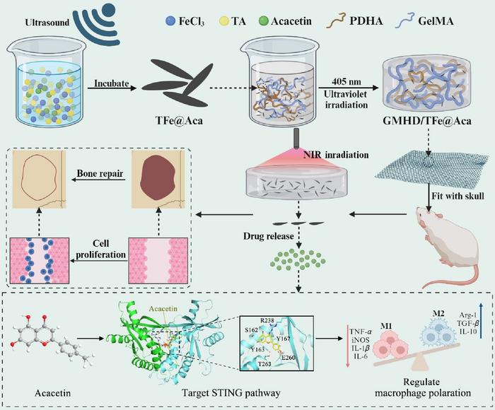 Nanomaterial-Based STING Inhibition for Accelerated Bone Repair via Photothermal-Responsive Hydrogel Delivery